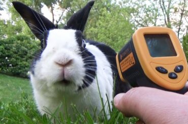 Rabbit fur gets very HOT!