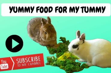 Rabbits Eating | Cute Rabbits | The Fluffy Crew