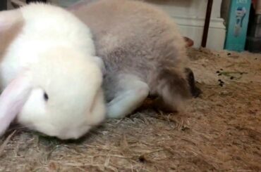 Bunnies! Five Cute Bunny Rabbits