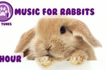 1 Hour of Bunny Music! Music to Relax Your Pet Rabbit...