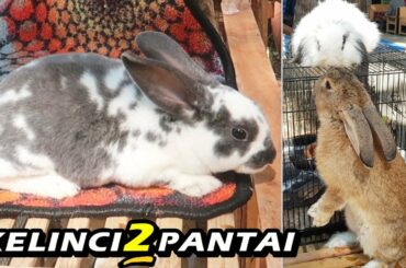 Kelinci-Kelinci LUCU di Pantai Kelapa Tuban ‼ ~ Cute Bunny Rabbit
