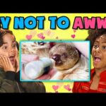 KIDS REACT TO TRY NOT TO AWWW CHALLENGE