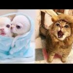 Cute baby animals   The cutest animals can only be puppies and kittens