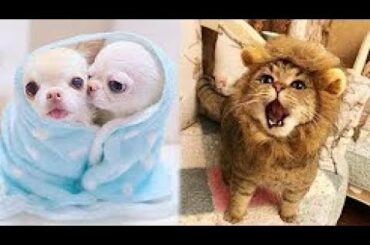 Cute baby animals   The cutest animals can only be puppies and kittens