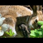 Baby Bunny Born in the Bushes-Wild Rabbits