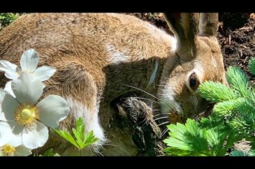 Baby Bunny Born in the Bushes-Wild Rabbits