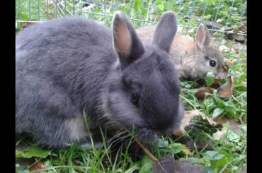 Cute baby bunnies week 2