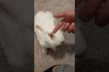 Bunny Therapy - Episode 4 - Petting Leo The Lionhead Rabbit