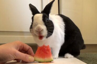 Rabbit eating watermelon ASMR!