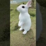 cute rabbit like please and subscribe for rabbit