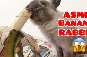 Rabbit Eating : BANANA  | ASMR Cute Rabbit | Bunny ASMR Eating Sounds NO TALKING !