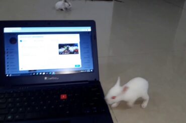 cute baby bunnies playing on my laptop