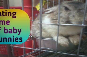 Eating time of cute rabbit.