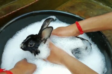 Cute bunny taking a bath