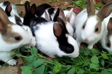 Cute rabbits,rabbit farming in pakistan