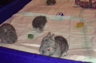 Cute little Netherland Dwarf bunnies