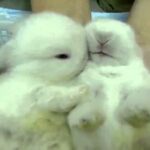 Sweet baby bunny,bunnies kiss