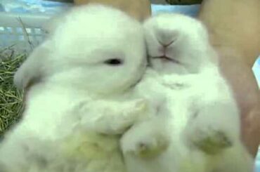 Sweet baby bunny,bunnies kiss