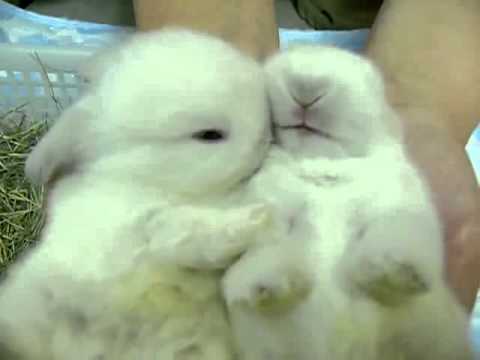 Sweet baby bunny,bunnies kiss