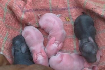 One day old cute rabbits trying to get comfort. They are very cute to watch !