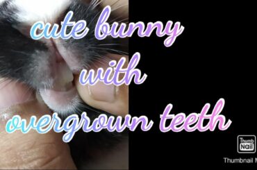 Cute Bunny Rabbit with overgrown incisor teeth