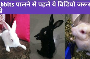 खरगोश पालने से पहले ये वीडियो जरूर देखे | Rabbit Care Tips