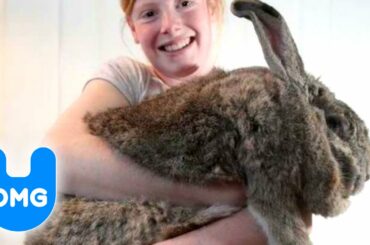 Ralph, The World's Largest Rabbit