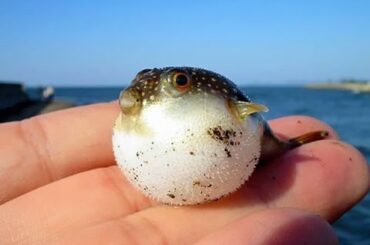 More Than 100 Cute Baby Animal Pictures of all the Time