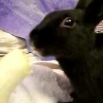 Cute Bunny Eating Banana