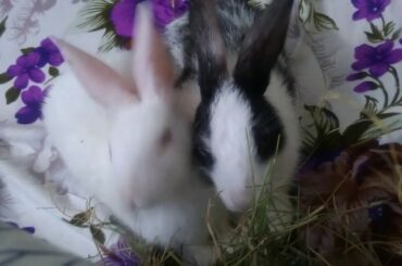 Cute baby bunny loves grass | Bugs and Lola eating their favourite Green | cute baby rabbits eating