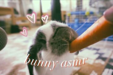 cute hungry bunny tries asmr