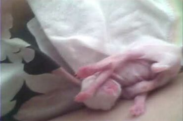 I adopt a new born baby rabbit but suddenly die after 10 days