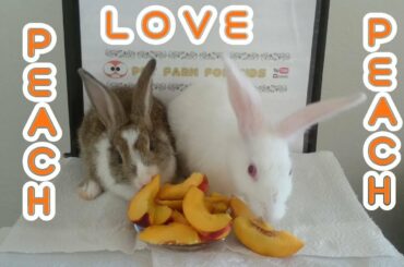RABBİT EATİNG PEACH ASMR & Rabbit Romeo and Rabbit Juliet