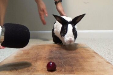 Rabbit eating juicy cherry! ASMR