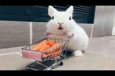 Funny Baby Bunny Rabbit Videos #3   Cute Rabbits 2019   YouTube