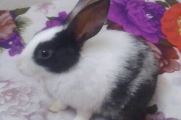 Bugs and Lola roaming around | baby rabbits  | cute rabbit | they follow each other