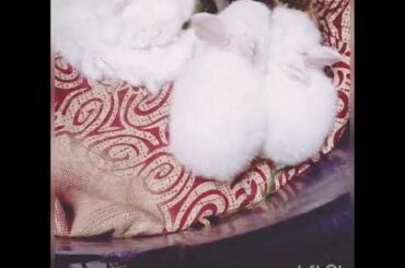 The cutest baby bunnies.