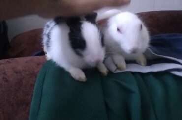 Bugs and Lola roaming before taking a nap | baby rabbits acting cute when loved | Cute bugs & Lola