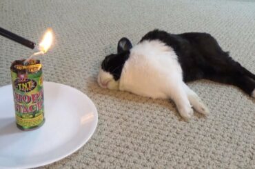 Waking a sleeping rabbit with a firecracker