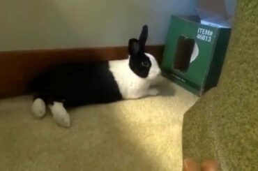 Cute bunny all tired out. Cleans face. From “The World of Mr. B”