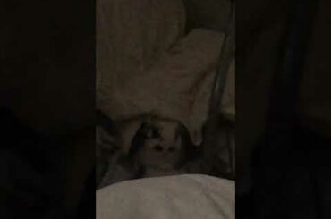 Cute rabbit taste lemon for the first time [funny]