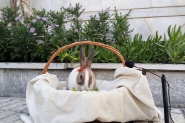 Cute Rabbit eating Celery - ASMR Eating show - Videos for Kids - Видео для детей