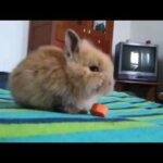 Cute Rabbit When Eating