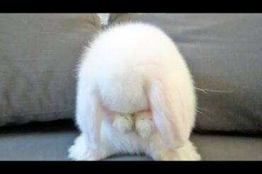 Cute bunny washing her face