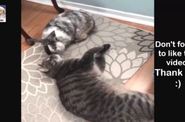 Funny Baby Bunny Rabbit Videos #6 - Cute Rabbits Compilation 2019