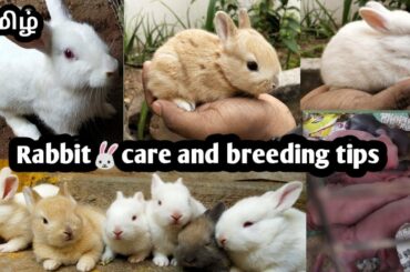 Rabbit care and breeding tips in tamil