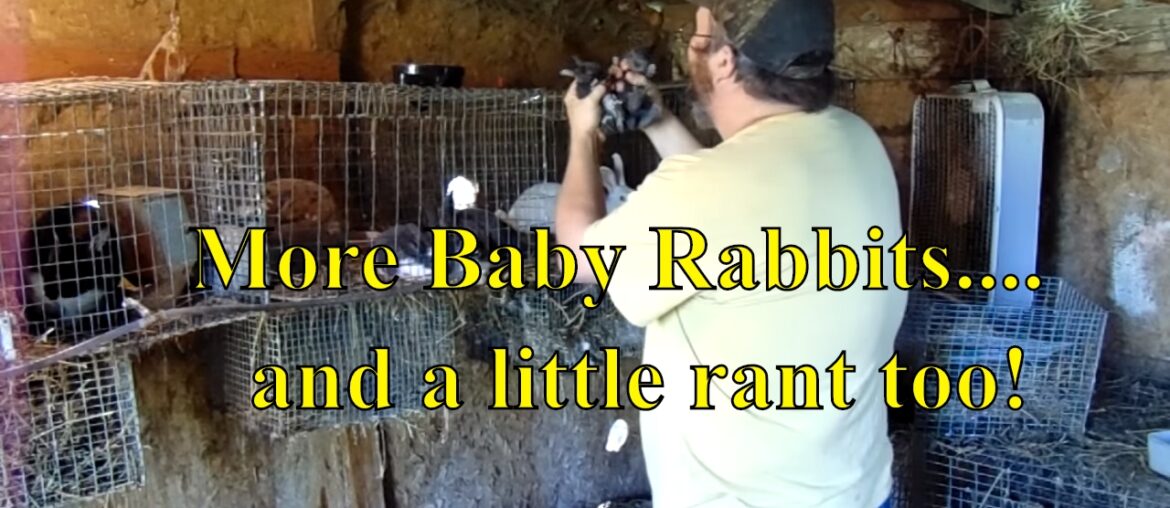 Baby Rabbits - More Baby Mini Rex Rabbit Litters and Rabbit Breeder Chuck Rants a Little
