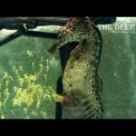 Watch a Seahorse Give Birth to 2,000 Babies | National Geographic