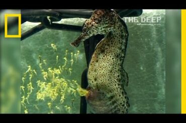 Watch a Seahorse Give Birth to 2,000 Babies | National Geographic
