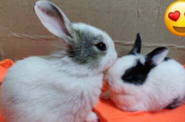 World Amazing So Little Cute Bunny Rabbits | Very Small Bunny Rabbits | Very Little Cute Rabbits